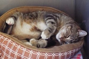 Picture of Copper