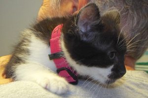 Picture of Duster