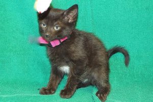 Picture of Kia