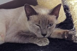Picture of Lexus