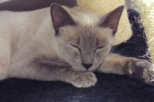 Picture of Lexus