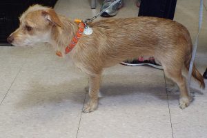 Picture of Marley