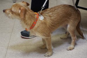 Picture of Marley