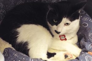 Picture of Max