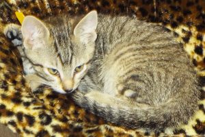 Picture of Mercedes