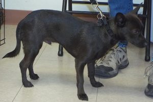 Picture of Midnight