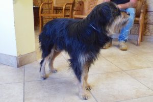 Picture of Shaggy