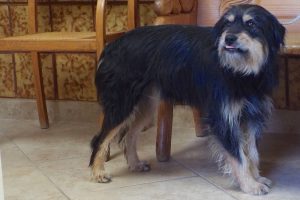 Picture of Shaggy