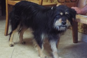 Picture of Shaggy