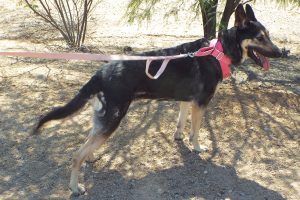 Picture of Sonya