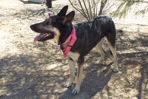 Picture of Sonya