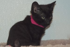 Picture of Spyder