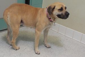 Picture of Tess