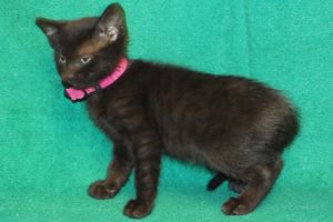 Picture of Wrangler