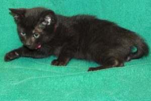 Picture of Wrangler