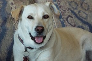 Picture of Allie