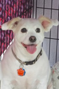Picture of Aspen