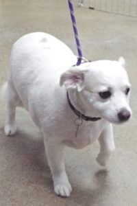 Picture of Aspen
