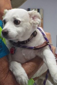 Picture of Aspen