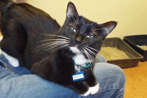 Picture of Big Kitty