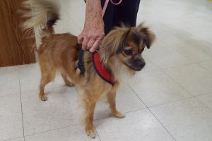 Picture of Bruno