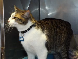 Picture of Buddy