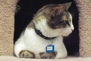 Picture of Buddy