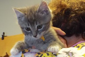 Picture of Cat Tail