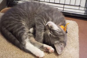 Picture of Cat Tail