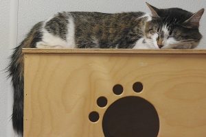 Picture of Daisy
