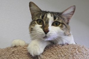 Picture of Daisy