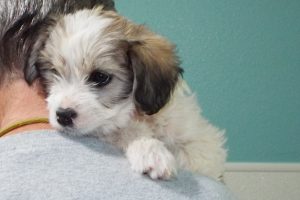Picture of Debbie
