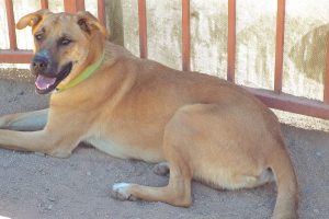 Picture of Duke