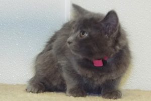 Picture of Glimmer