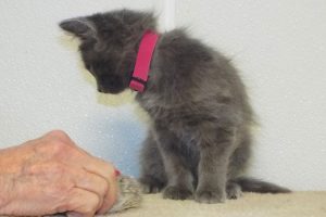 Picture of Glimmer