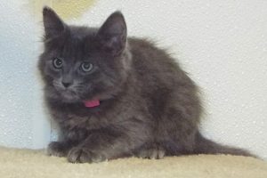 Picture of Glimmer
