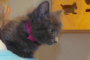 Picture of Glimmer