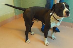 Picture of Harley