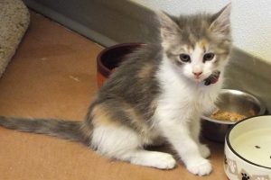 Picture of Jasmine