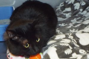 Picture of Kitty