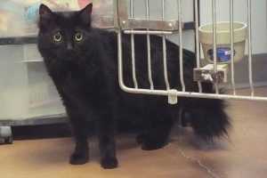 Picture of Kitty
