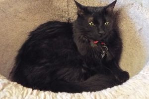 Picture of Kitty