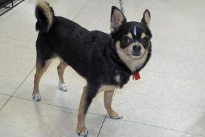 Picture of Koko