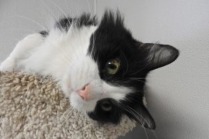 Picture of Little Kitty