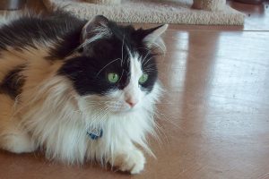 Picture of Little Kitty