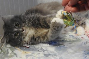 Picture of Meow Meow