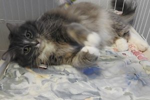 Picture of Meow Meow