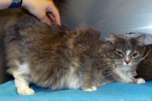 Picture of Meow Meow