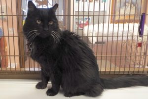 Picture of Mr. Shadow