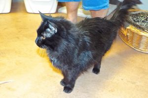 Picture of Mr. Shadow